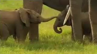 Cute Baby Elephants Fighting  David Attenborough  BBC Studios [upl. by Mcdougall]