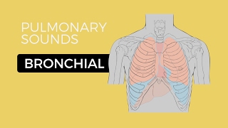 02  Lung Sounds  Bronchial breath sounds [upl. by Einahteb]