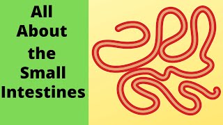 All about the small intestine [upl. by Turner]