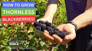 How to Grow Thornless Blackberries [upl. by Seaden]