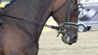 horses with bits slow motion [upl. by Fonz]