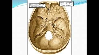 Forámenes de la base del Cráneo [upl. by Argyres]