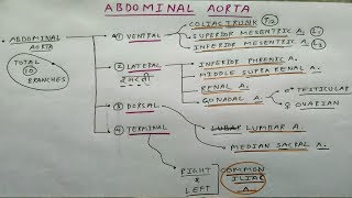 Dissection of Ascending Aorta on Echocardiogram [upl. by Courcy]