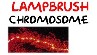 Lampbrush chromosomes [upl. by Lindsey]