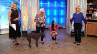 Dog Does A Poo LIVE On Studio 10 [upl. by Solberg732]