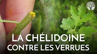 La chélidoine antiverrues [upl. by Kliber]