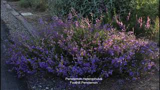 California Native Plant Garden Tour  May Penstemons [upl. by Vale548]