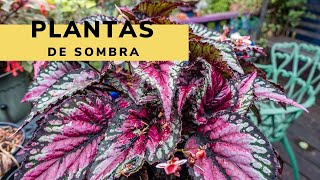 Plantas de sombra  Bricomanía  Jardinatis [upl. by Haem]