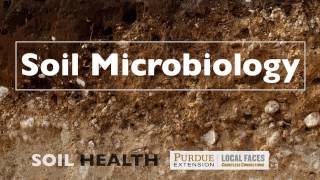 Soil Basics Soil Microbiology [upl. by Leahcim]