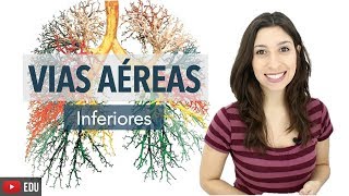 Sistema Respiratório 36 Vias Aéreas Inferiores [upl. by Ainav]