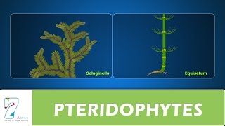 PTERIDOPHYTES [upl. by Niamert721]