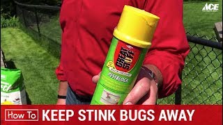 How To Keep Stink Bugs Away  Ace Hardware [upl. by Darrell]