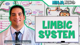 Neurology  Limbic System Anatomy amp Function [upl. by Tletski586]