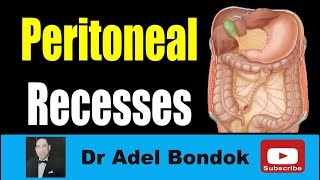 Peritoneal Recesses Dr Adel Bondok Making Anatomy Easy [upl. by Dimah552]