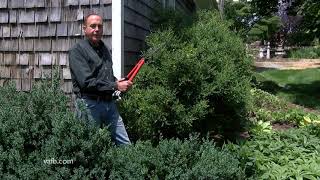 Trimming Boxwoods In the Garden [upl. by Yrellav]