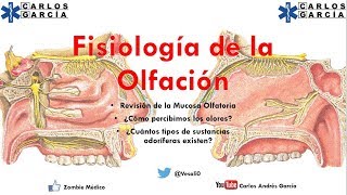 Fisiología  Olfato ¿Cómo percibimos y diferenciamos olores [upl. by Mosby]