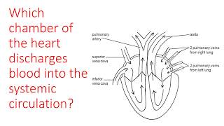 Heart and major blood vessels quiz [upl. by Cuttie]