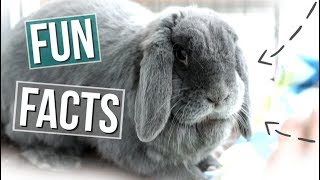 15 Fun Facts About Rabbits [upl. by Gnik]