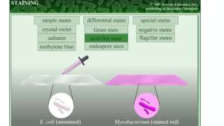 Staining in Microbiology [upl. by Bryner]