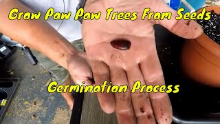 How To Grow PawPaw Trees From Seed  Germination Process [upl. by Sawtelle]