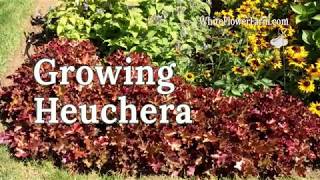 Growing Heuchera [upl. by Veal]