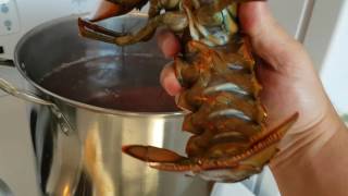 Lobster Going Into Pot [upl. by Kissie]