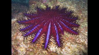 Facts The CrownofThorns Starfish [upl. by Aicillyhp658]