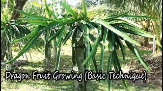 How to Grow Dragon Fruit Plants Basic Technique [upl. by Doughman324]