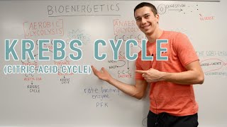 Krebs Cycle Explained [upl. by Buerger]