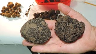 Тартуфите во Македонија Truffles of Macedonia [upl. by Arleta]