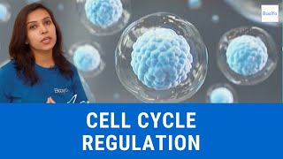 Cell Cycle Regulation  Basics Explained  Hindi [upl. by Suiramaj]