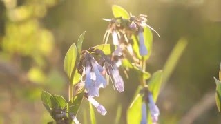 The Bluebells of Scotland  Bagpipes [upl. by Eiramlatsyrc176]