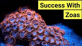 How To Keep Zoas  Zoanthid Care Guide [upl. by Hasin]