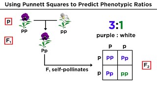 Mendelian Genetics and Punnett Squares [upl. by Kubetz]