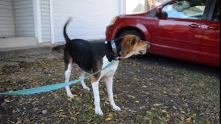 Treeing Walker Coonhound Barking [upl. by Ploch]