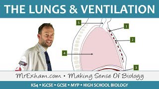 Lungs and Ventilation  GCSE Biology 91 [upl. by Ettenirt467]