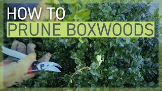 How to Prune Your Boxwoods [upl. by Aicila]