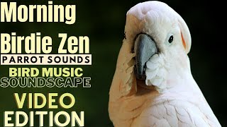 Morning Birdie Zen Happy Parrot Soundscape  HD Parrot TV VIDEO EDITION  3 Hours  Bird Room TV [upl. by Anaihr]