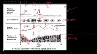 Grade 12 Life Sciences Human Reproduction Part 3 [upl. by Amsa117]