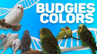 Pet Budgies Colors Genetics Full Documentary Chapter 1 [upl. by Neirrad723]