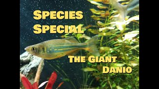 SPECIES SPECIAL Giant Danio [upl. by Vivia]