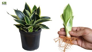 Propagate snake plant or dracaena trifasciata by dividing the rhizome [upl. by Nilyac]