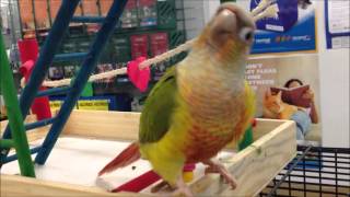 Green cheek conures playing [upl. by Durtschi141]