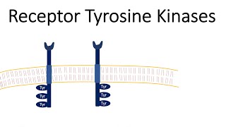 Receptor Tyrosine Kinases  RTK [upl. by Ahseken]