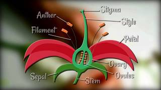 Flower Dissection  Reproduction in flowering plants [upl. by Shiller614]