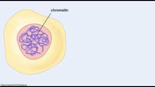 Chromosomes and chromatin [upl. by Oleic]