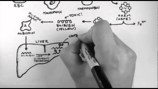 Bilirubin 1  Bilirubin Pathway [upl. by Dulci]