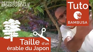 Taille dun érable du Japon par Philippe Borelly [upl. by Azriel254]