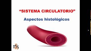 Histología del Sistema Cardiovascular [upl. by Dnilasor481]