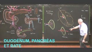 Anatomie du duodénum pancréas et rate Abdomen 2 [upl. by Mandle945]